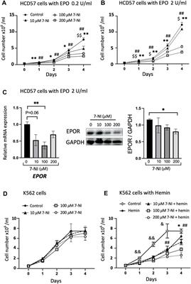 Neuronal nitric oxide synthase is required for erythropoietin stimulated erythropoiesis in mice